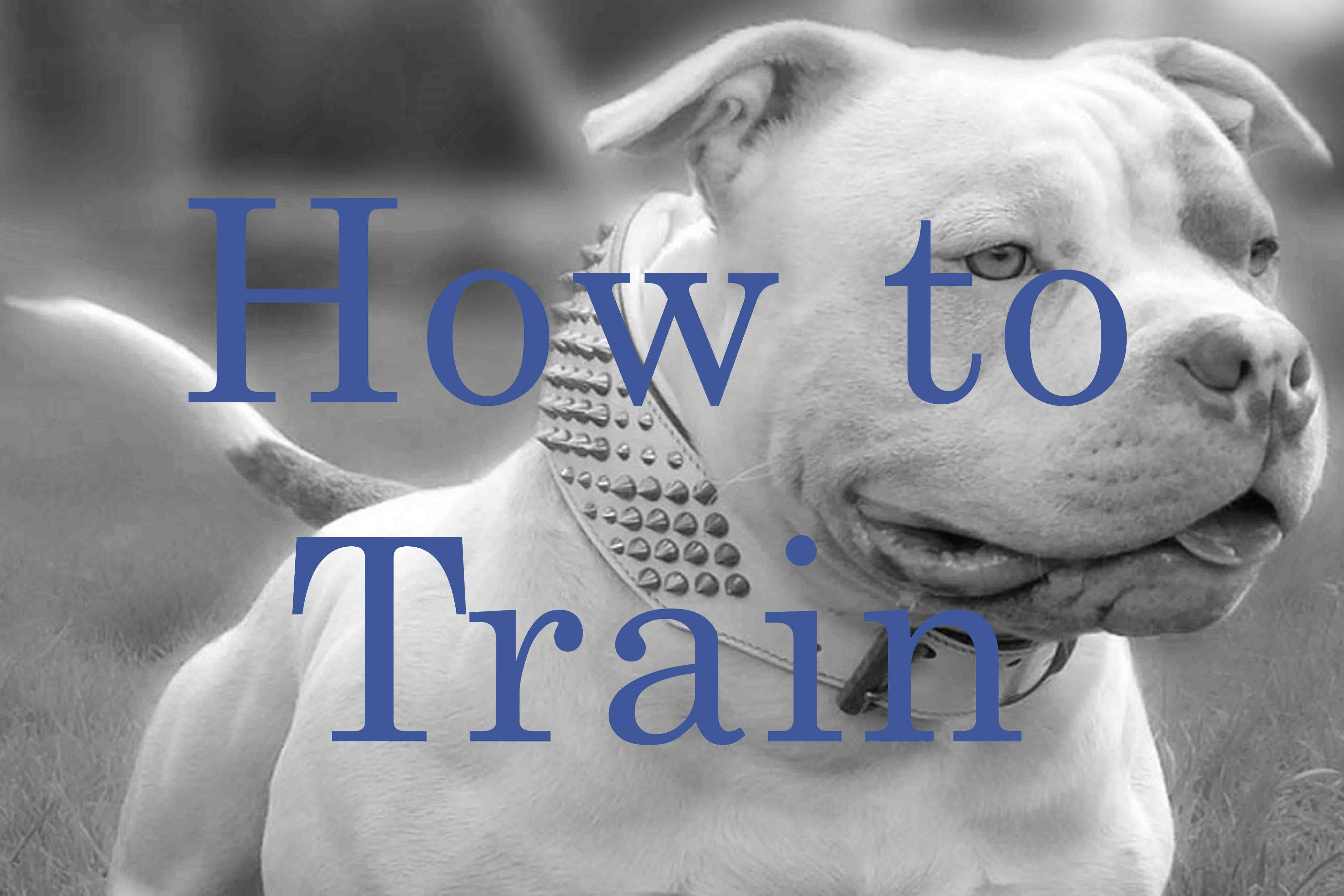 How to Train? American Bully Australia Bullymon