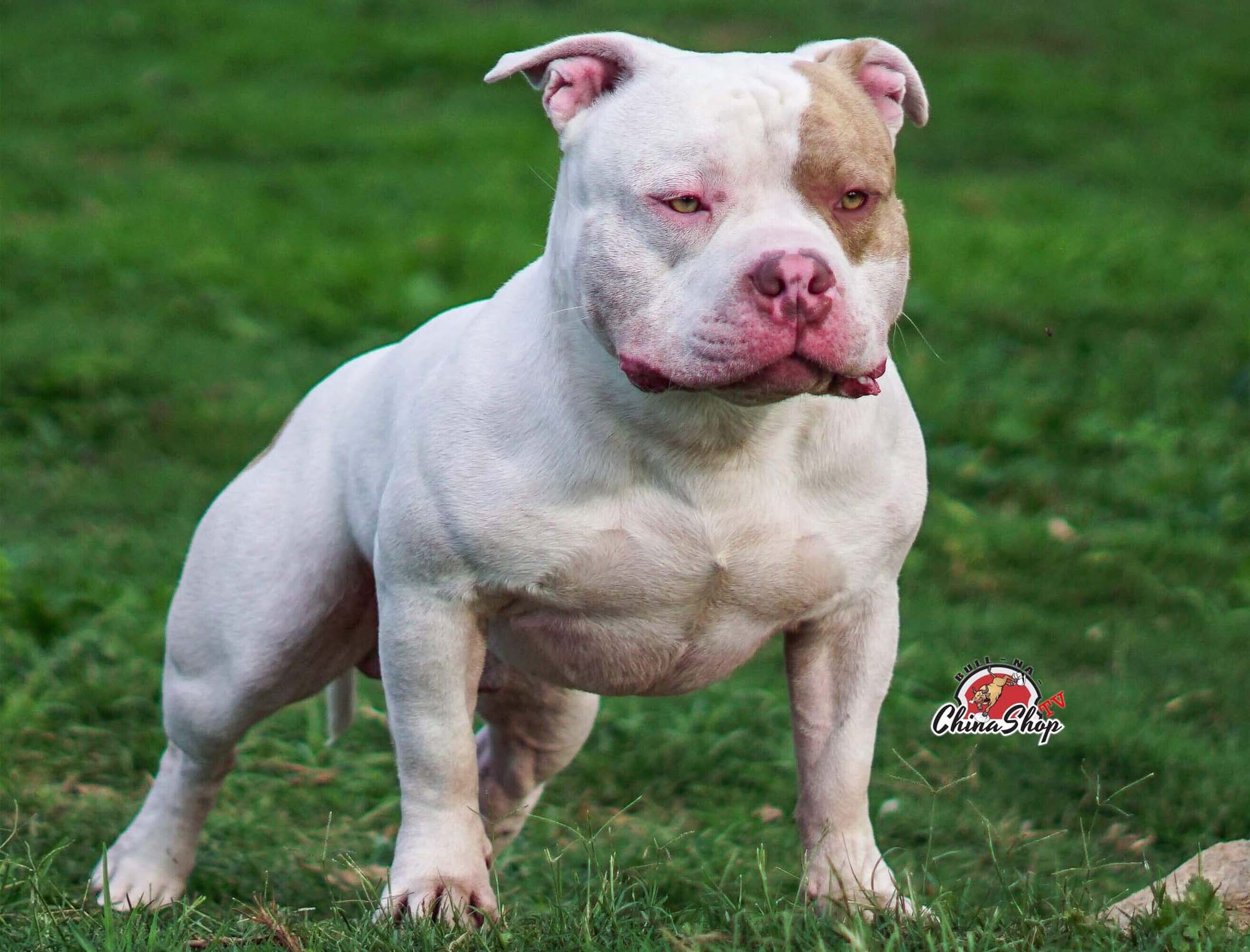 american bully extreme size