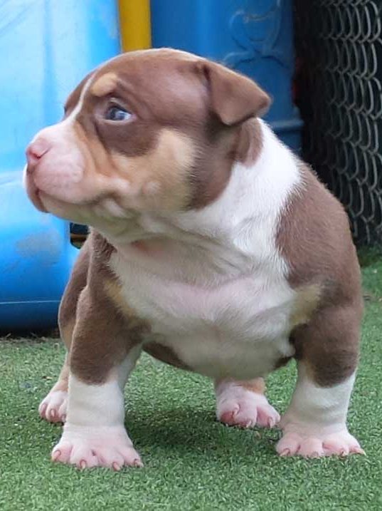 Chocolate Tri Bully For Sale