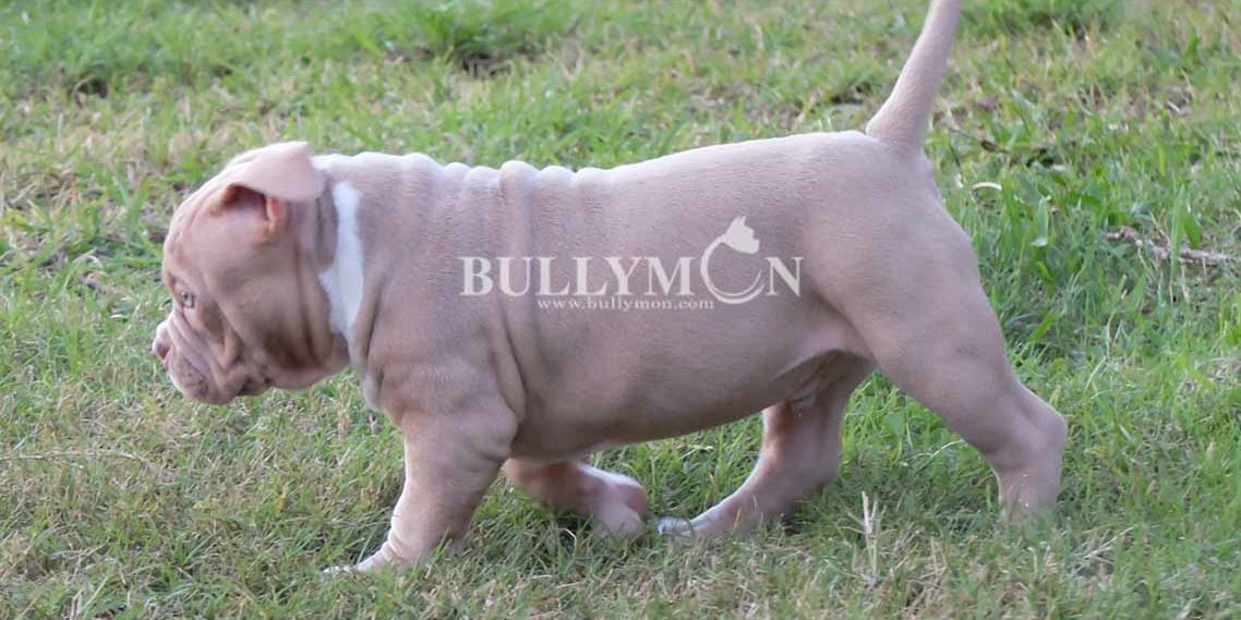 what is an american bully a mix of