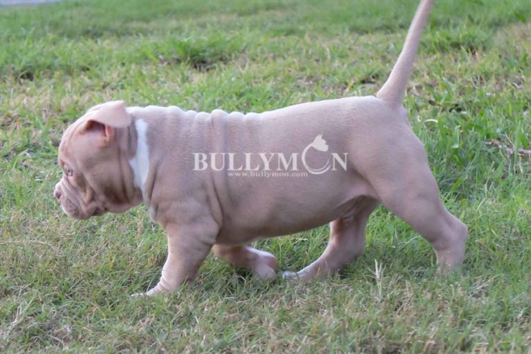 Ukc bullies for sales sale