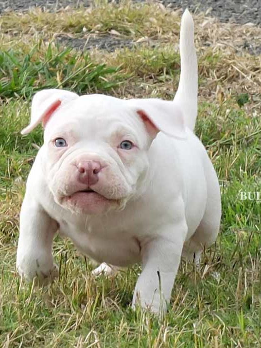 Puppy Platinum White - Miniature, Pocket and Exotic Bully | Bullymon ...