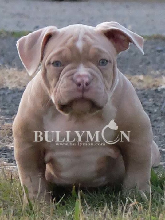 Puppy Lilac - Miniature, Pocket and Exotic Bully Puppy and Dog For Sale ...