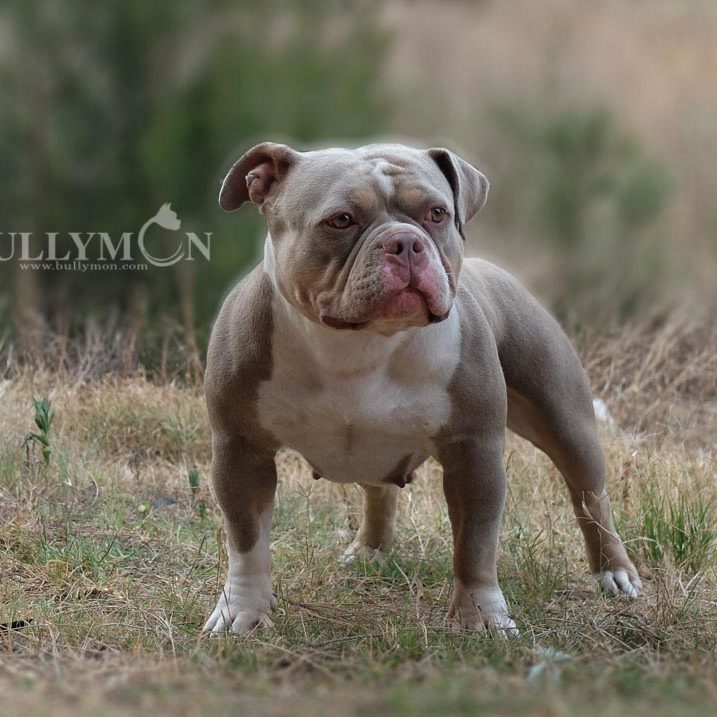 American Bully Females - Pocket and Exotic Bully | Bullymon | American ...