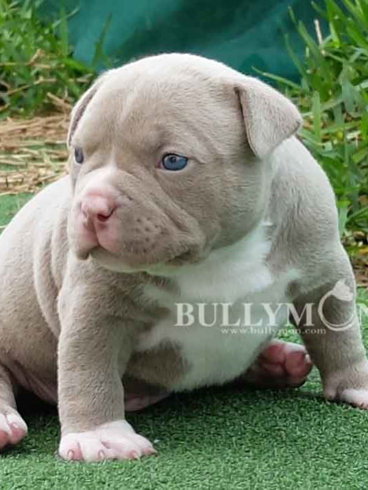 G-Code x Silken Male Lilac - Miniature, Pocket and Exotic Bully Puppy ...