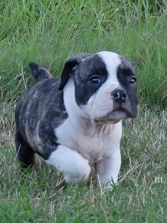 Puppy Bully Male 2 – SOLD - Miniature, Pocket and Exotic Bully Puppy ...