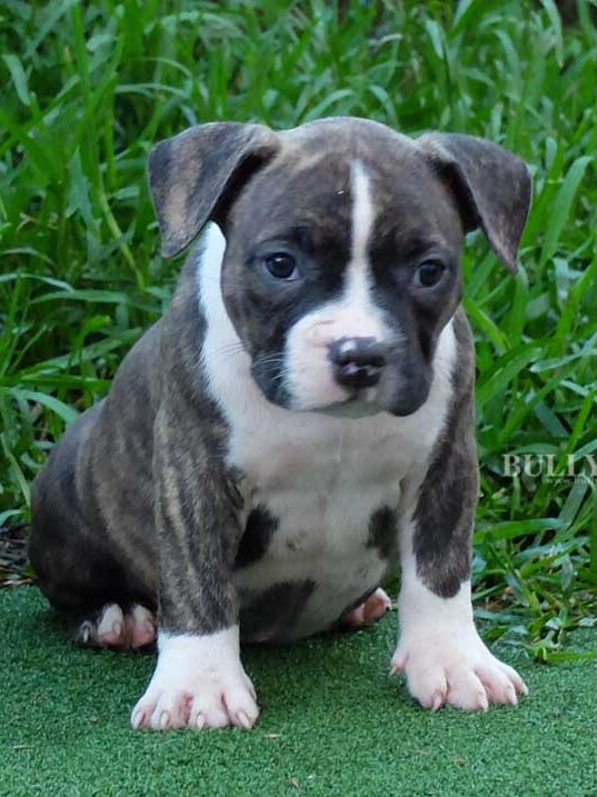 Puppy Bully Female 3 – SOLD - Bullymon | Miniature Pocket and Exotic ...