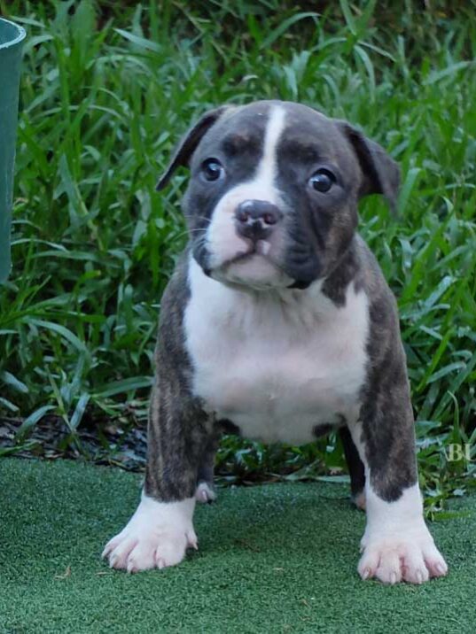 Puppy Bully Female 3 – SOLD - Bullymon | Miniature Pocket and Exotic ...