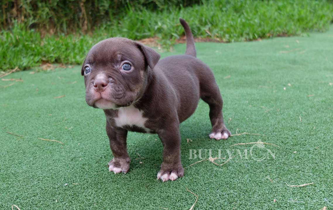 Puppy Chocolate Tri Pied - Miniature, Pocket and Exotic Bully Puppy and Dog  For Sale, Bullymon