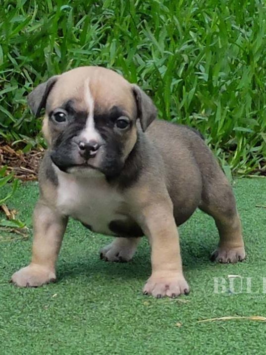 Puppy Bully Female 2 – SOLD - Miniature, Pocket and Exotic Bully Puppy ...