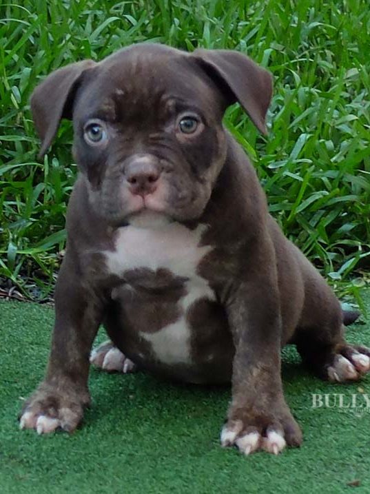 Puppy Bully Female 4 – RESERVED - Miniature, Pocket and Exotic Bully ...