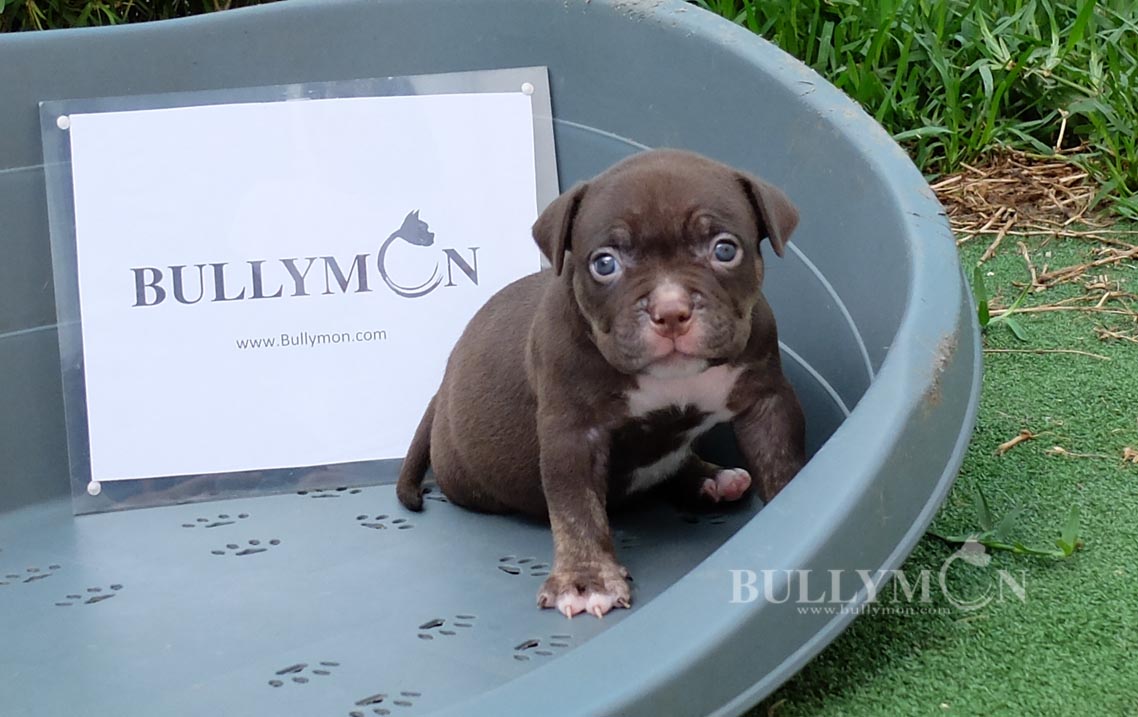 Puppy Chocolate Tri - Miniature, Pocket and Exotic Bully Puppy and Dog For  Sale, Bullymon