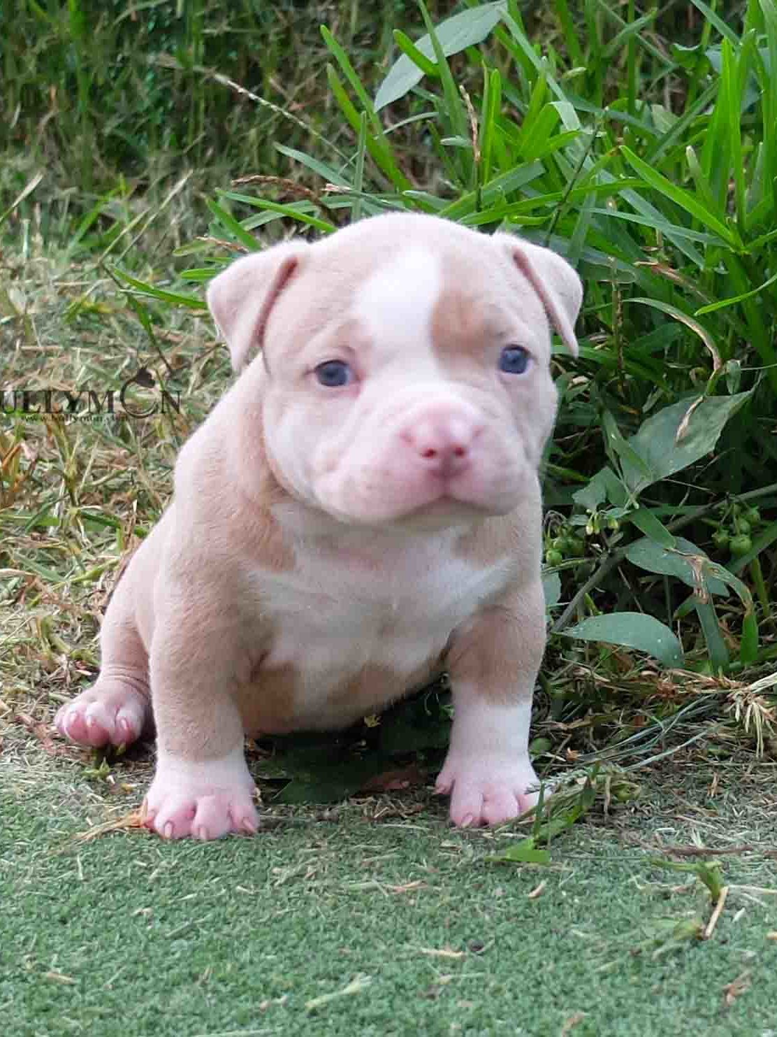 Puppy Lilac Champagne - Miniature, Pocket and Exotic Bully Puppy and ...