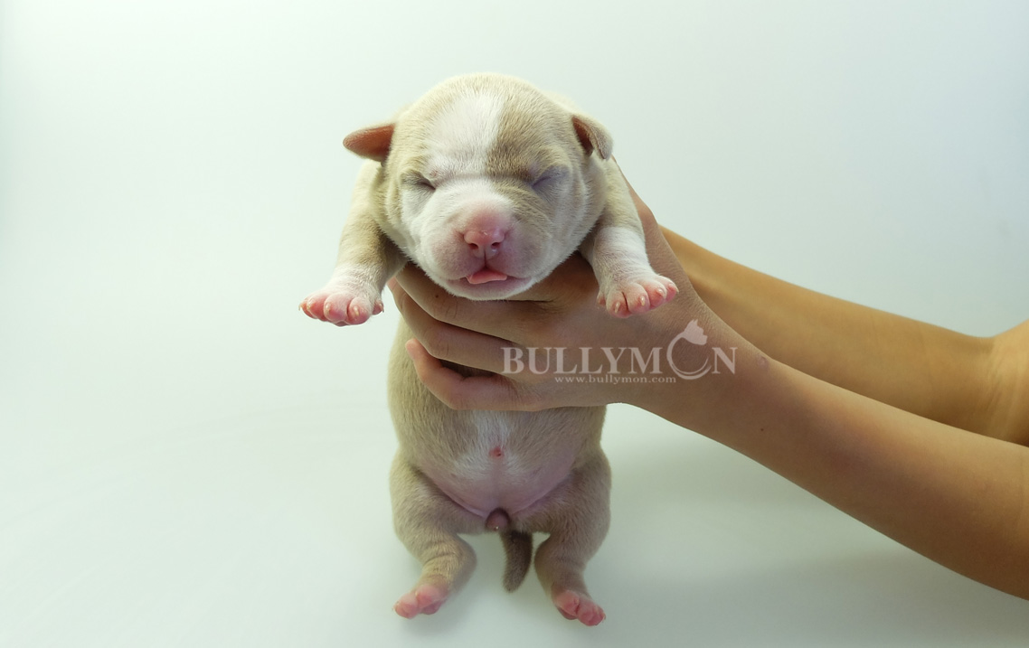 Teacup Micro Bully – Cooper Pet Care