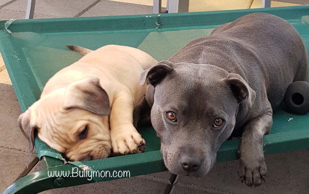 Dog Mom Demonstrates Difference Between Her Staffy and American Bully in  Funny Video