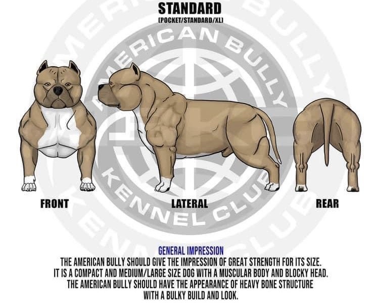 The American Bully - Complete Guide & Facts - Animal Corner