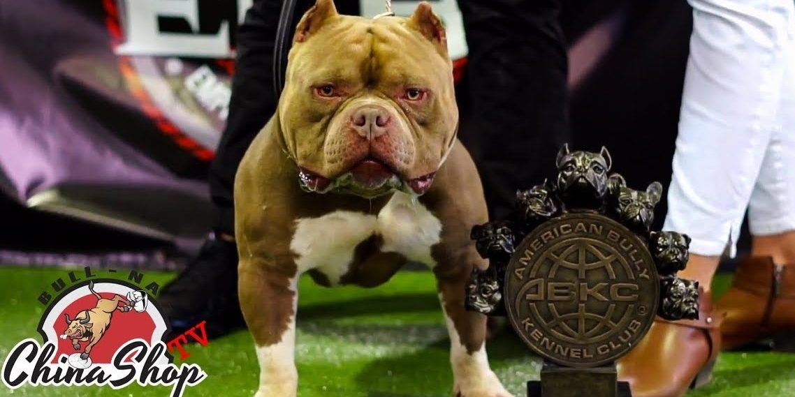 what are the rules for keeping a american bully in hungary