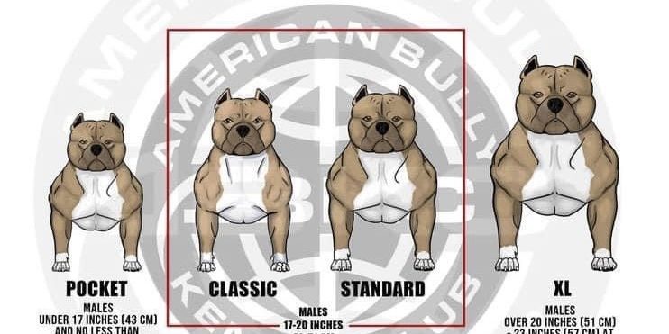 what kind of dog is an xl bully