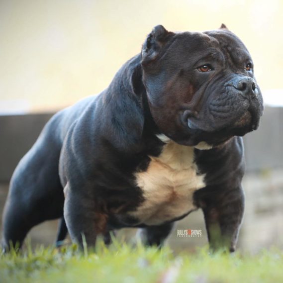 American Bully Puppy for Sale - Miniature, Pocket and Exotic Bully ...