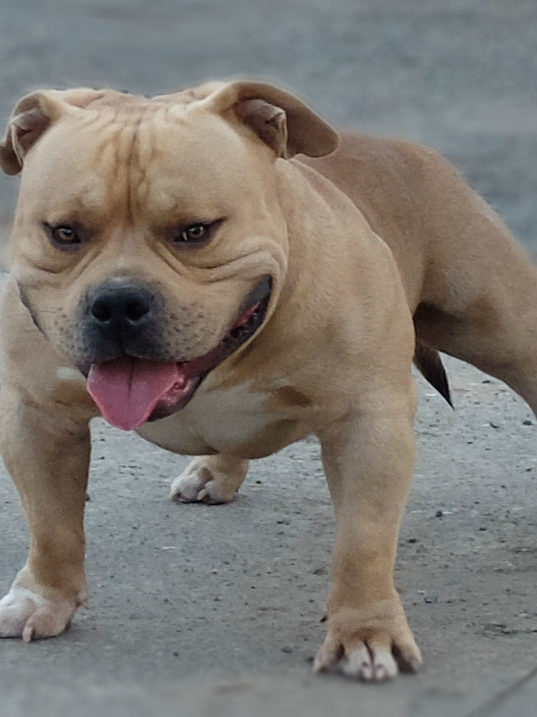 download free champion bloodline bully