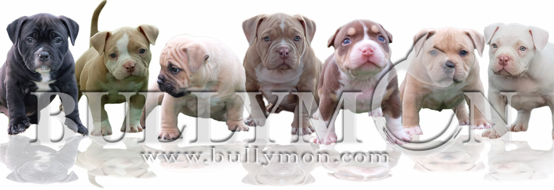 how many puppies can an american bully have