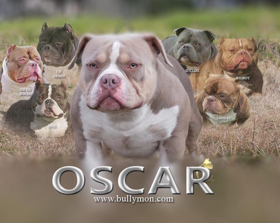 Bullymon Oscar Pedigree Banner