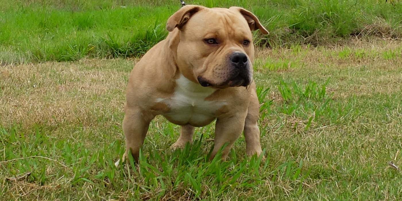 American Bully Dogs, Bully Puppies - Bully Care & Breed Types