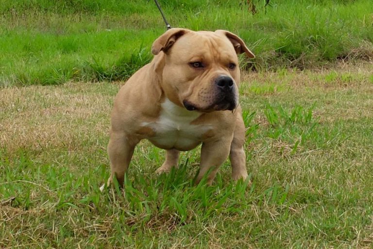 Bull terrier american bully hot sale mix