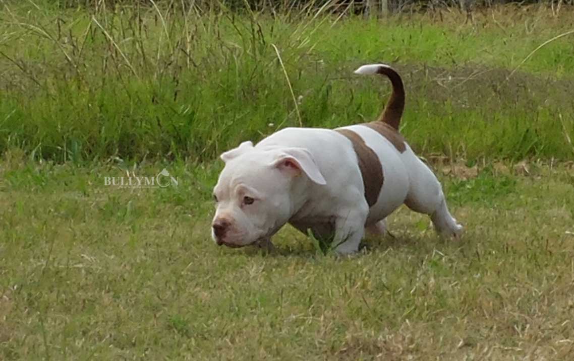 Puppy Chocolate Tri Pied - Miniature, Pocket and Exotic Bully Puppy and Dog  For Sale, Bullymon