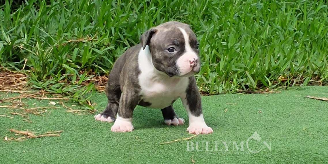 Exotic best sale bully puppy