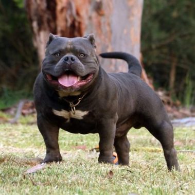American Bully Puppy for Sale - Miniature, Pocket and Exotic Bully ...