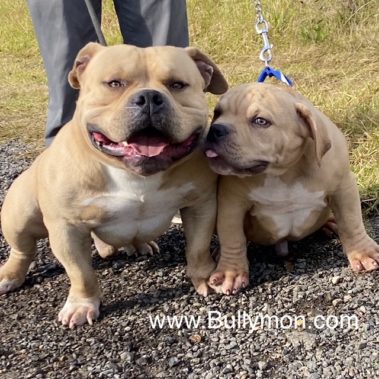 Bullymon Creative Team