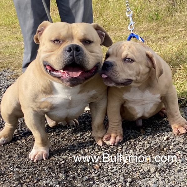 Bullymon Creative Team