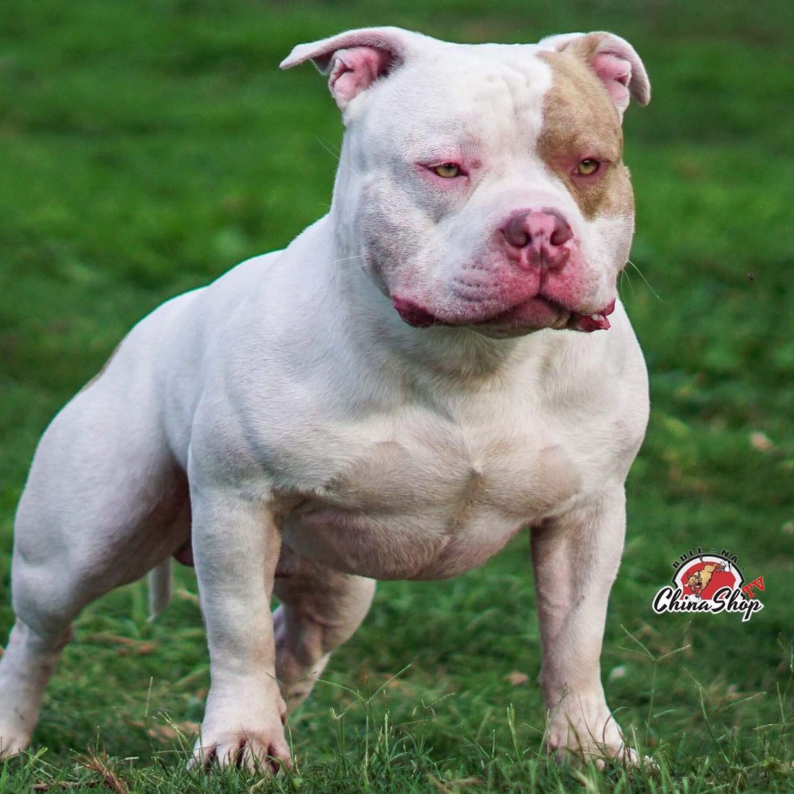 Male Pocket Bully - Miniature, Pocket and Exotic Bully | Bullymon ...