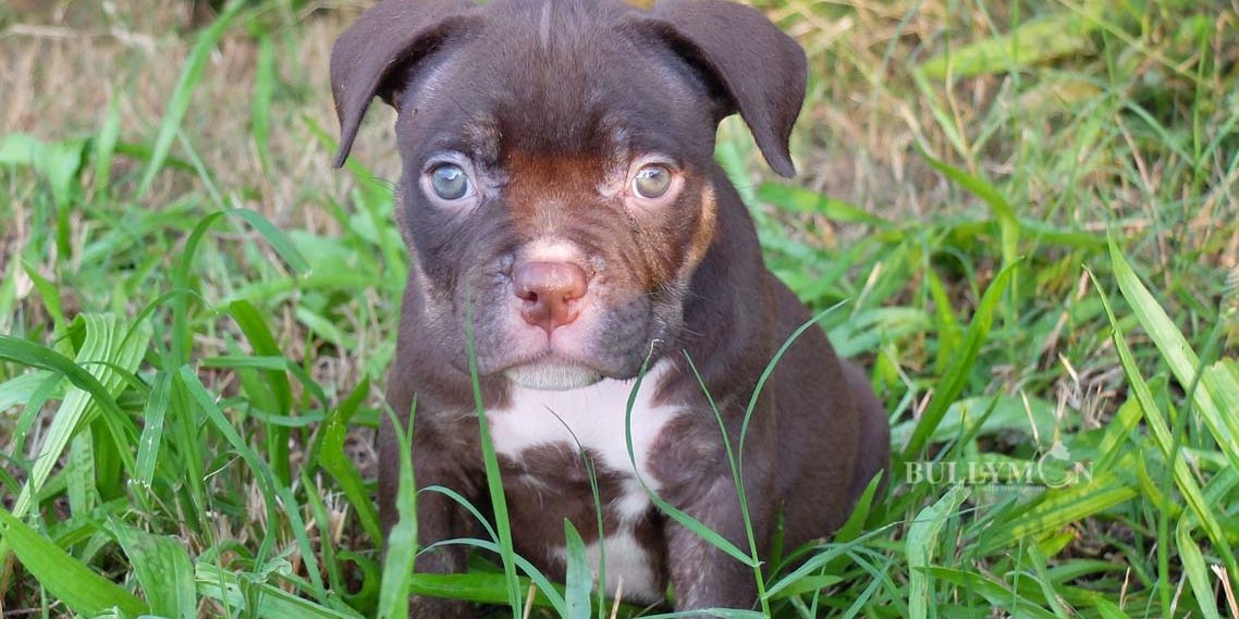 Puppy Chocolate Tri - Miniature, Pocket and Exotic Bully Puppy and Dog For  Sale, Bullymon