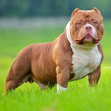 American Bully Puppy for Sale - Miniature, Pocket and Exotic Bully ...