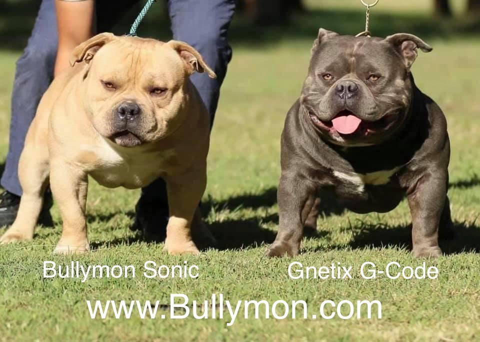American Bully Gottyline Dax . The world most famous American Bully Dax -  Miniature, Pocket and Exotic Bully, Bullymon