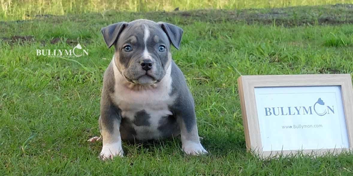 Abkc registered 2 year old blue tri american bully pocket