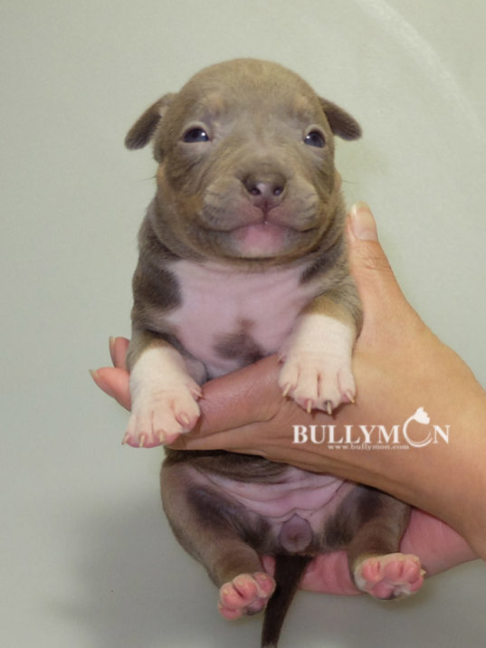 Bullymon Mini Lilac Tri Female PoloG X Bell Puppy For RESERVED Miniature Pocket And Exotic