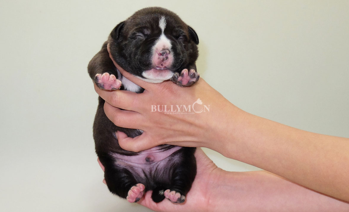 Puppy Chocolate Tri Pied - Miniature, Pocket and Exotic Bully Puppy and Dog  For Sale, Bullymon