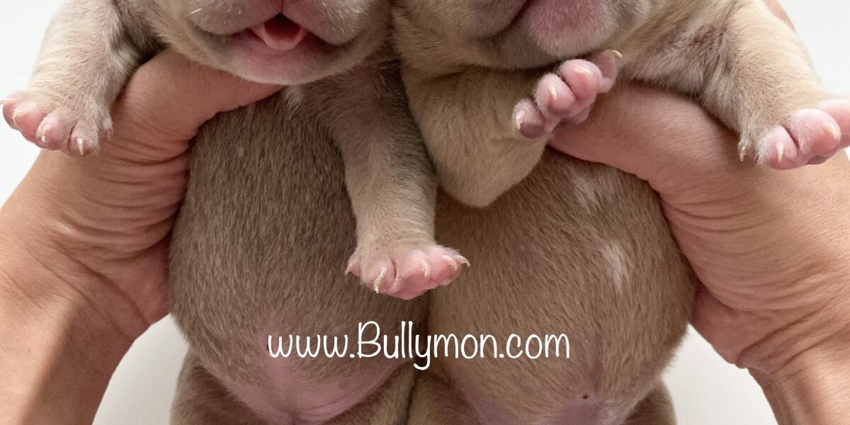 Bullymon Bully puppies Lilac and Lilac Tri Bully breed pups