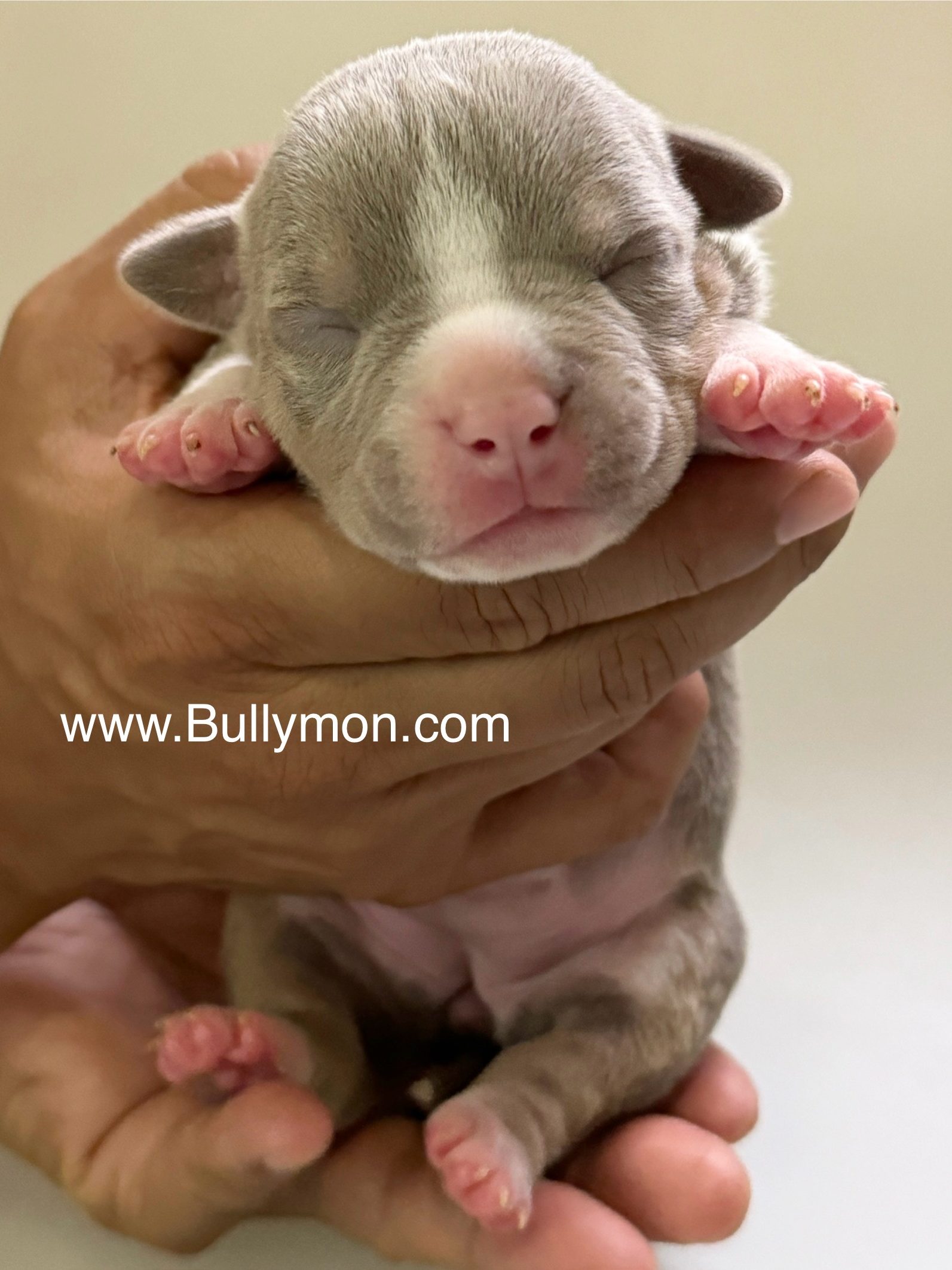 StarDust - Miniature, Pocket and Exotic Bully Puppy and Dog For Sale, Bullymon
