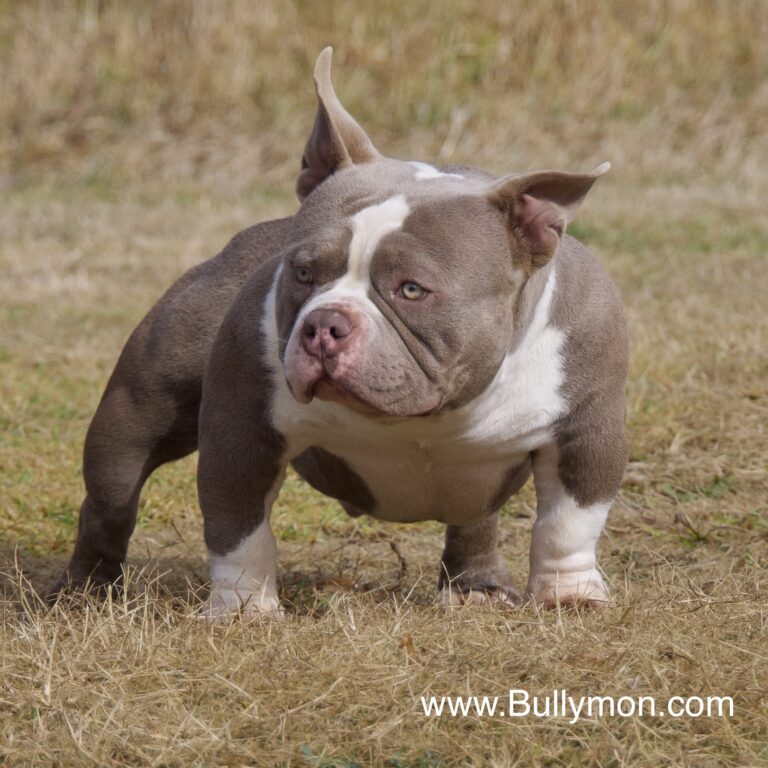 micro bully for sale