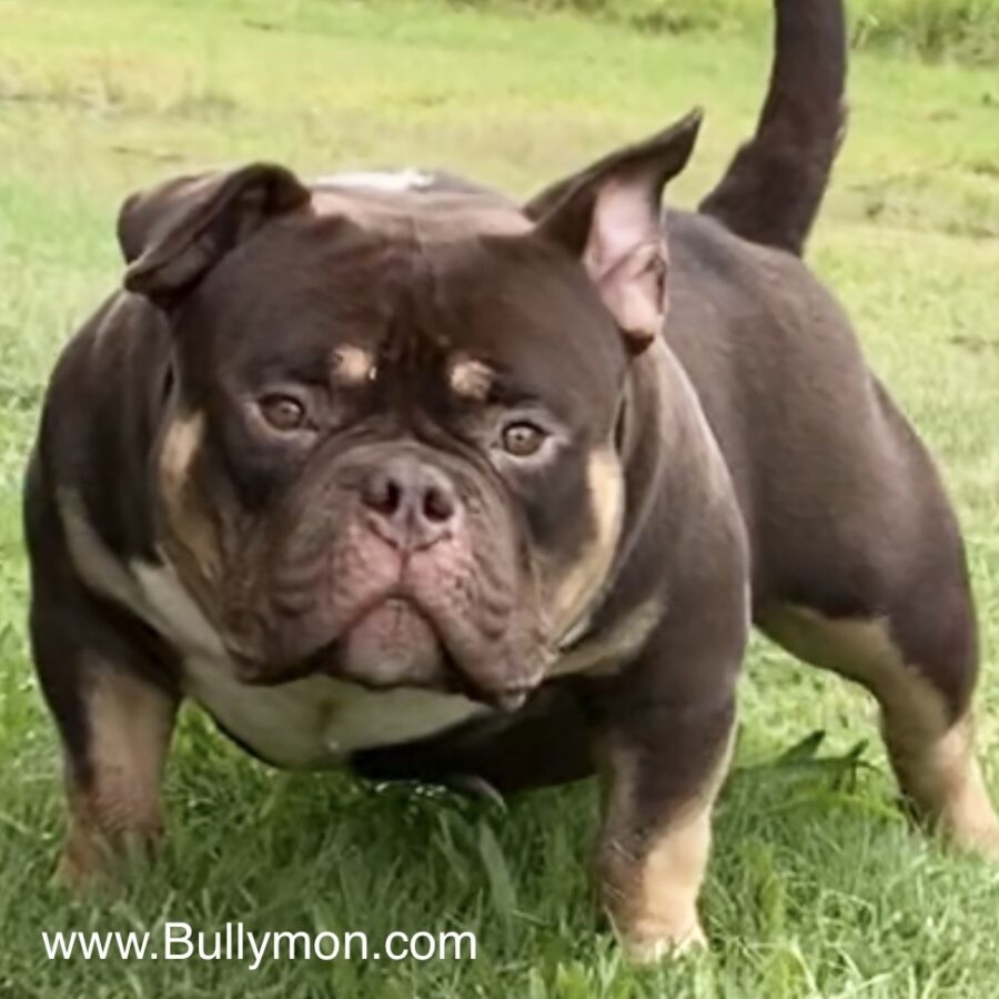 Bullymon Mini Beast American Bully