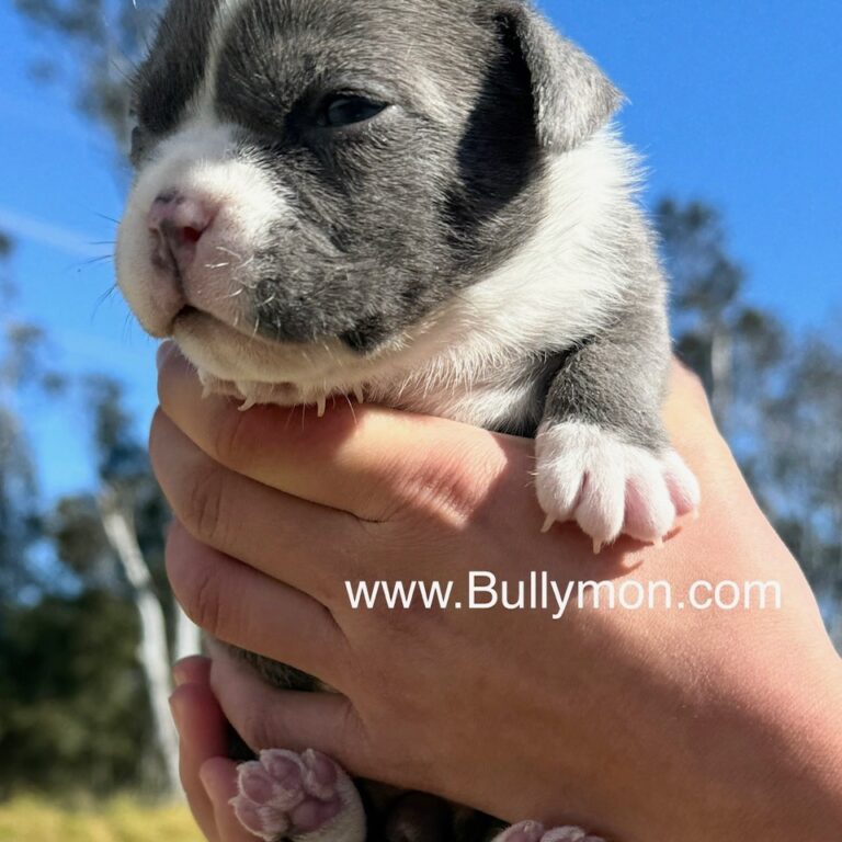 Bullymon Puppies Bullymon Miniature Pocket and Exotic American Bully Dog Breeder