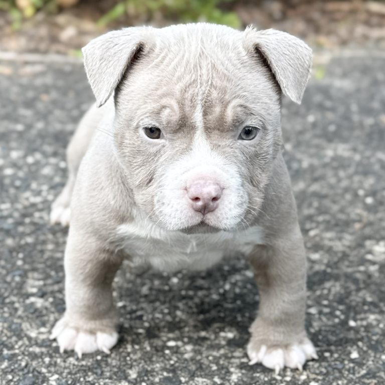 Lilac Female puppy Pedigree Pocket Bully