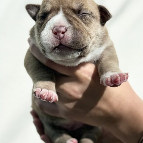 Blue Fawn puppy girl Bullymon