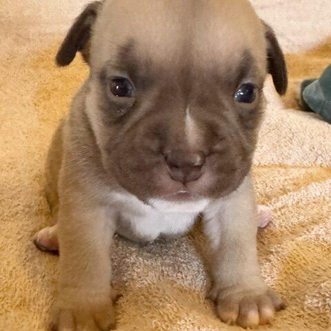 Choc Fawn Puppys girl Bullymon