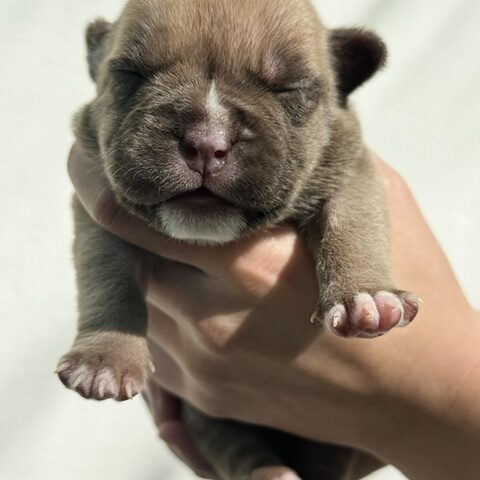 Choc Fawn puppy girl Bullymon