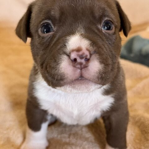 Choc Fawn puppy girl Bullymon Bully
